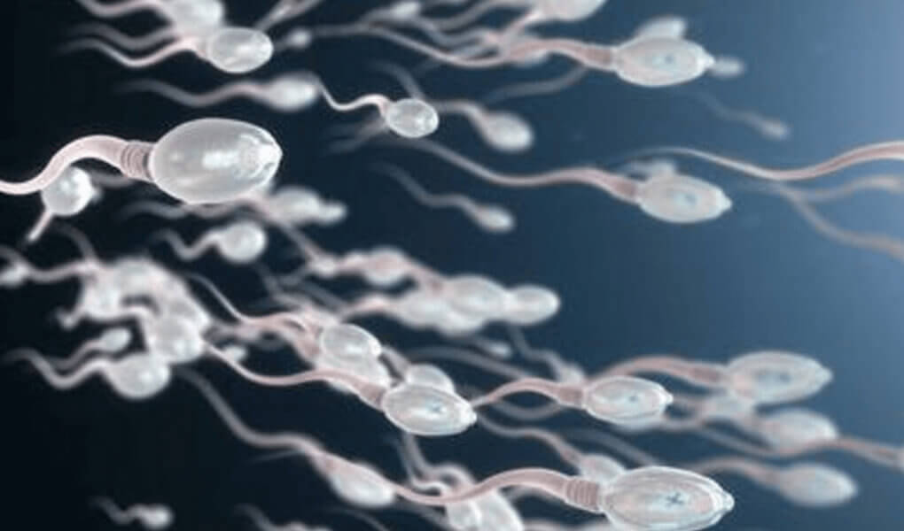 Câți Spermatozoizi ar Trebui să am? Valorile Normale ale Spermatozoizilor